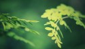 0-small-leafs-of-a-moringa-tree-2021-10-18-01-41-02-utc