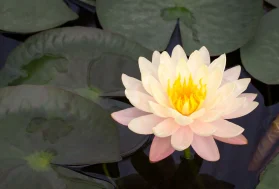wsi imageoptim 0 Lotus Çiçeği Anlami ve Özellikleri Nedir